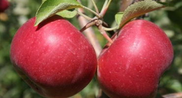 Popis podniku a výnosu odrůdy jabloní, pěstitelských oblastí a zimní odolnosti